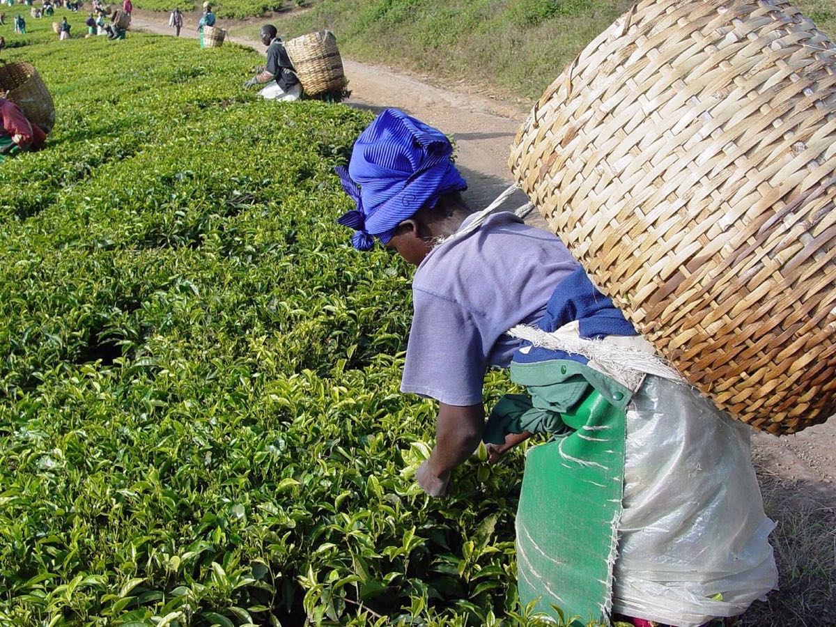 茶农在茶园中采茶
