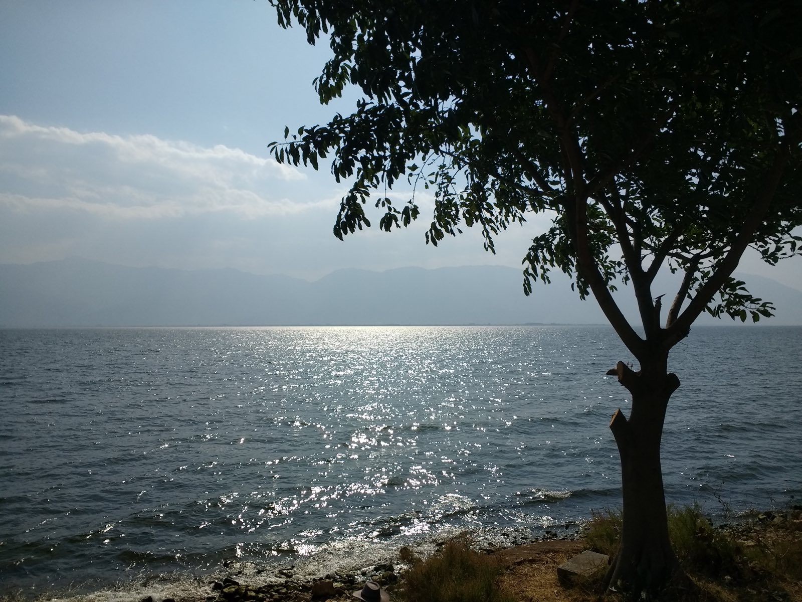 洱海湖畔树影与湖光