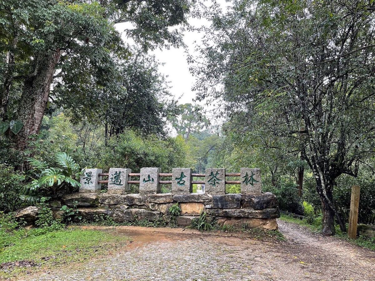 景迈山古茶林